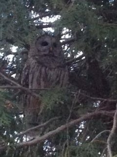 Owl in Newcastle Ontario Canada