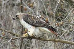 Birds of Prey in Brant County Ontario