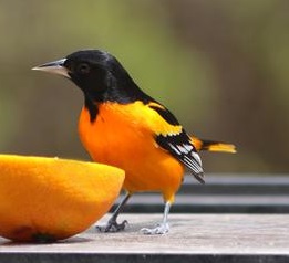 Baltimore Oriole eating an orange