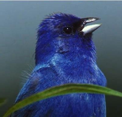 Blue indigo bunting close-up