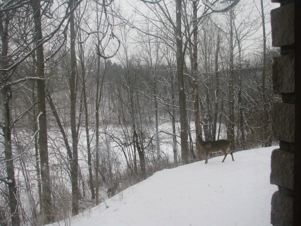 White tailed deer in the snow, St Thomas, Ontario