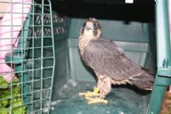Juvenile Male Falcon