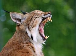 Bobcat or Lynx
