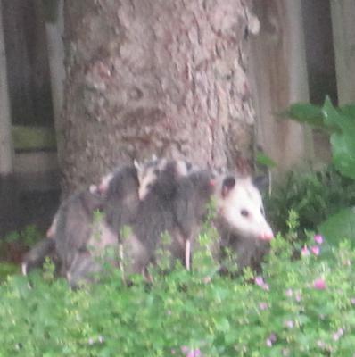 Opossum with four babies in Brantford Ontario
