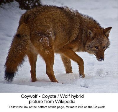 Coywolf or Coyote