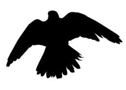 silhouette of bird of prey