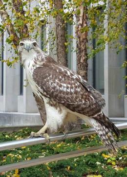 Mystery hawk, Ontario