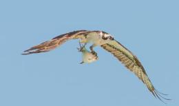 Osprey in Thorndale, Ontario