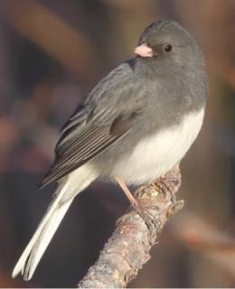 Junco in St Thomas, Ontario