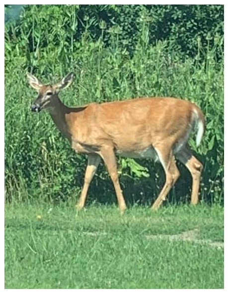 Sam's picture of white tailed deer in St Thomas