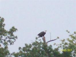 bald eagle in Cornwall