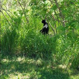 Large black feline in long grass