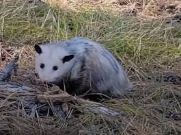 Opossum in Mississauga