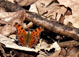 Ontario Butterflye