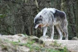 Wolf on a rock