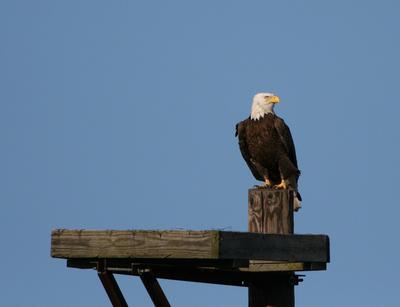 Bald Eagle, American Eagle on utility pole platform