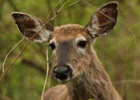 white tailed deer in London Ontario