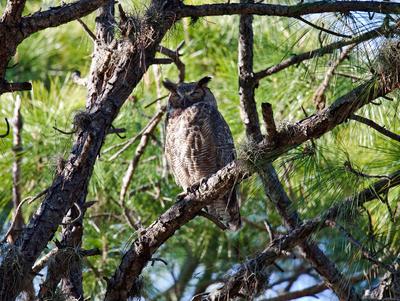 Great Horned Owl in tree