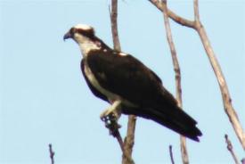 Osprey on the Grand River