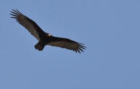 Turkey Vultures in flight, Ontario