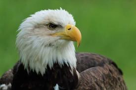 Bald Eagle by photographer Aaron Blanshard