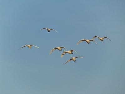 Tundra Swans flying north, Ontario