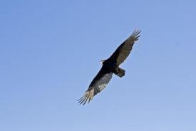 turkey vulture in flight against blue sky