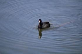 American Coot, Ontario