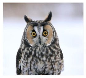Long Eared Owl in Ontario