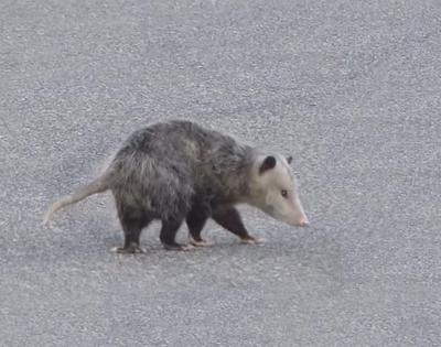 Opossum in Ontario
