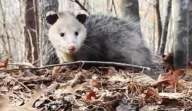 large Virginia Opossum in forest with leaves and trees