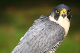peregrine falcon close up