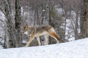 Canadian Coyote