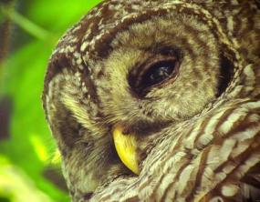 Barred Owl close-up