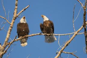 breeding pair of bald eagles Ontario