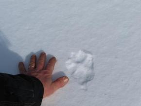 big cat footprint