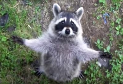 cute raccoon, Ontario