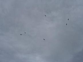 Turkey vultures migrating in flight - widespread in Ontario