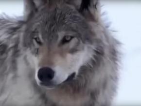 Ontario Grey Wolf