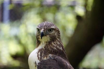 bird of prey profile, Ontario