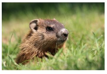 Ontario Groundhog