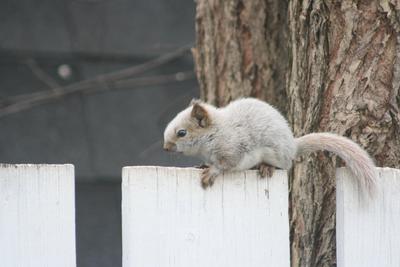 White squirrel in Pembroke Ontario