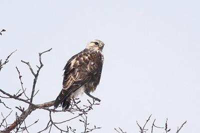 3 yr Bald Eagle