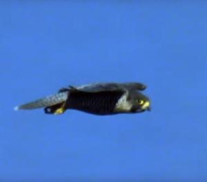 Peregrine Falcons in Ontario Canada