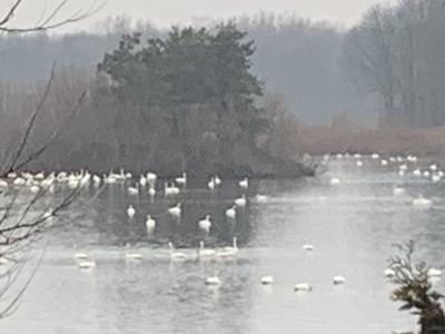 Tundra Swans in West Elgin, Ontario Canada