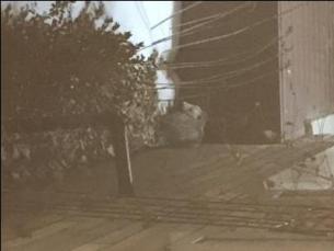 Opossum in west Kitchener