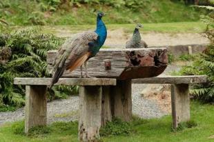 peacocks in Lanark, Ontario