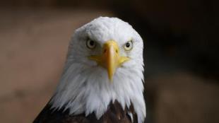 Bald Eagle close-up