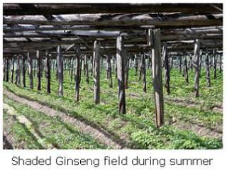 Ginseng field during summer