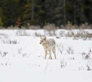 Ontario coyote near Oakville
